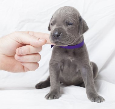 Danua köpek yavrusu