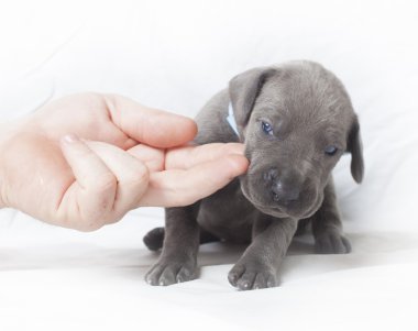 Suspcious Danua köpek yavrusu