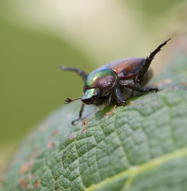 Japonca çevresinde dokunmadan böceği