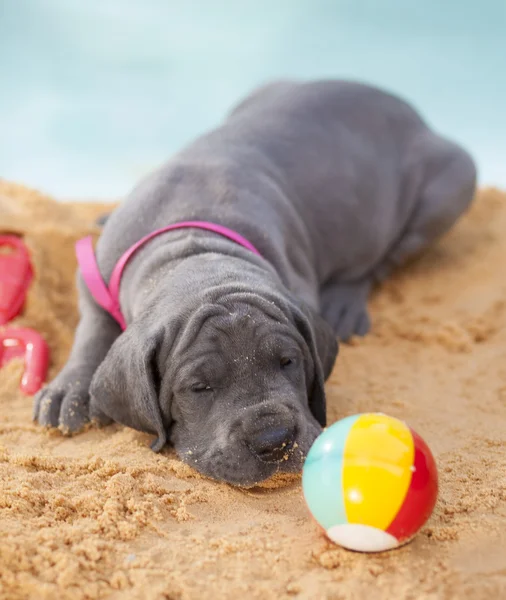 Уставший щенок великого датчанина — стоковое фото