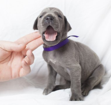 Yüksek sesle Danua köpek yavrusu