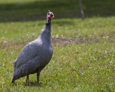 Uyarı Gine çağrı
