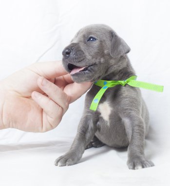 Mutlu Danua köpek yavrusu