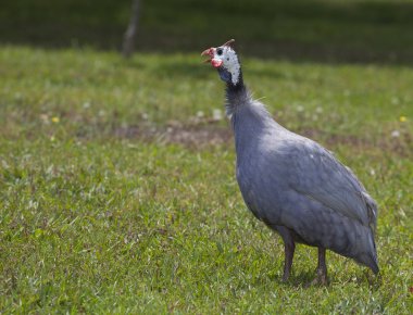 Yüksek sesle Gine alarm
