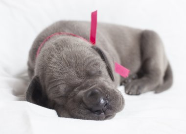 Danua köpek yavrusu nap