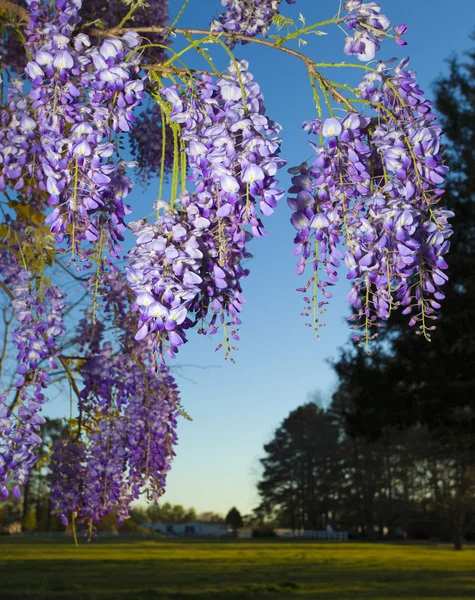 Wisteria em flor — Fotografia de Stock