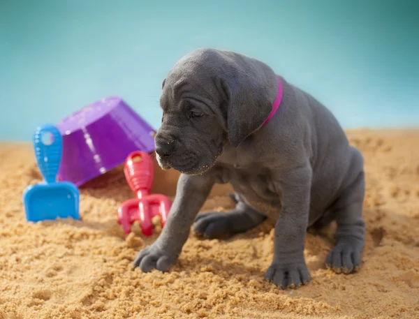 Cansado gran danés cachorro — Foto de Stock