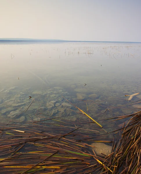 Canne in acqua — Foto Stock