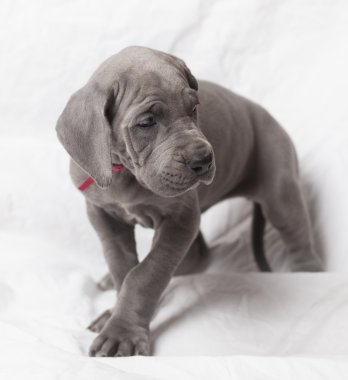 Etrafa köpek yavrusu