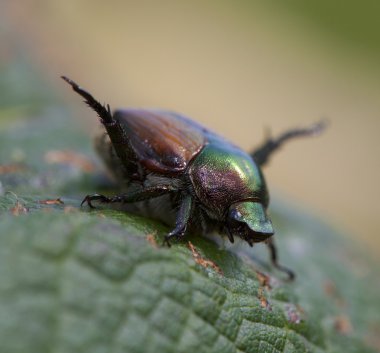 Kıllı Japon böceği