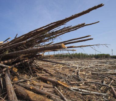 Giriş yaptıktan sonra düşen ağaçlar