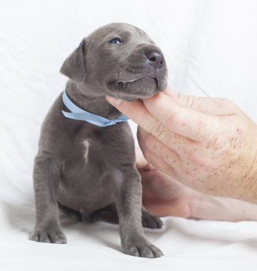 İçerik Danua köpek yavrusu