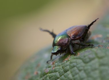 Çirkin Japon böceği
