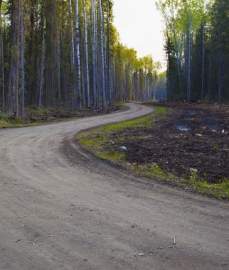 Bir ormandaki sabah iz