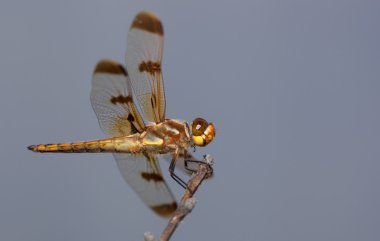 Gökyüzü büyük yusufçuk