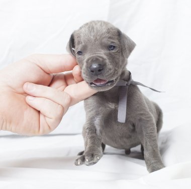 İsteksiz Danua modeli