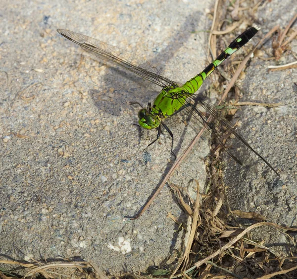 Libélula descansando sobre os tijolos — Fotografia de Stock