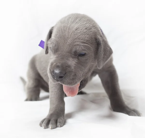 Puppy Dog z się język — Zdjęcie stockowe
