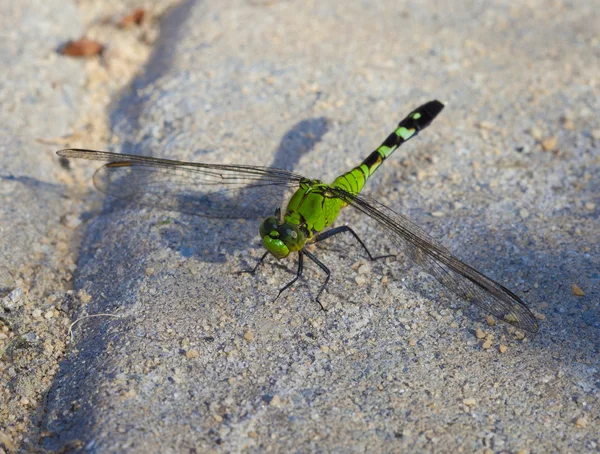 A dragonfly a leszállási tégla — Stock Fotó