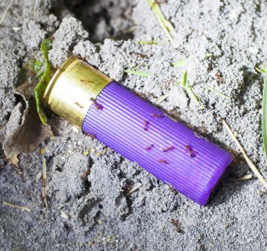 Bir shotshell karınca saldırı