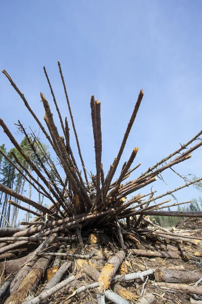 Montón de troncos después de la tala — Foto de Stock