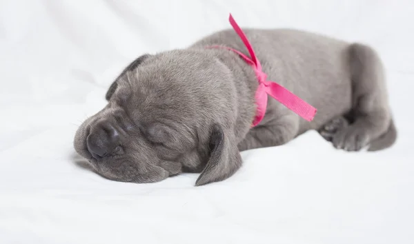 Geluid van de pup in slaap — Stockfoto