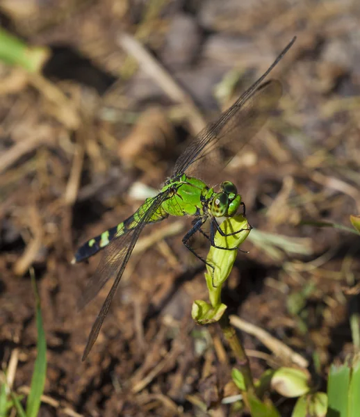 Dragonfly patiently waiting — Stock Photo, Image