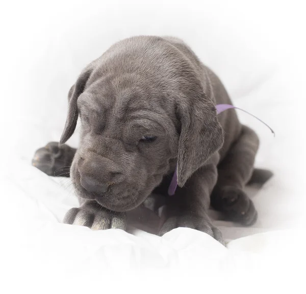 Great Dane puppy after the nap — Stock Photo, Image