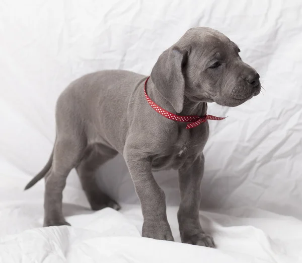 Nieuwsgierig Duitse Dog pup — Stockfoto