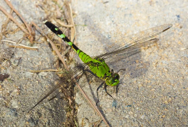 Libélula no chão — Fotografia de Stock