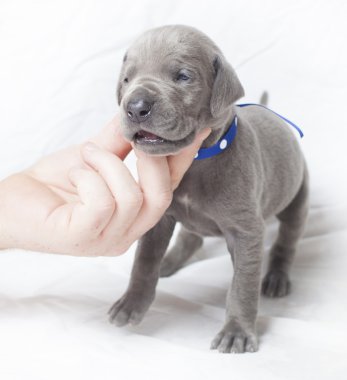 hareket etmeye hazır