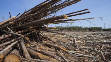 Kanada sonrasında günlüğe kaydetme