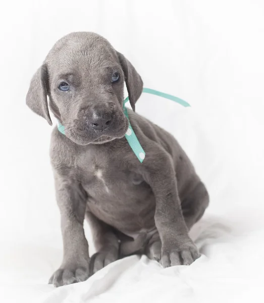 Duitse Dog pup in twijfel te trekken — Stockfoto