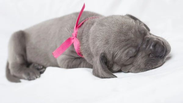 グレートデーンの子犬を眠っています。 — ストック写真