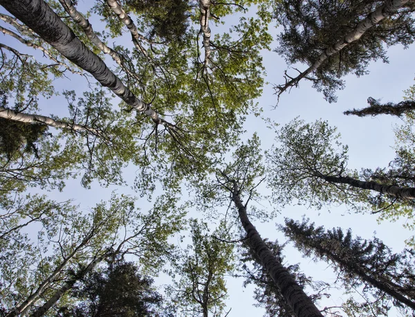 Bosque matutino en Canadá — Foto de Stock