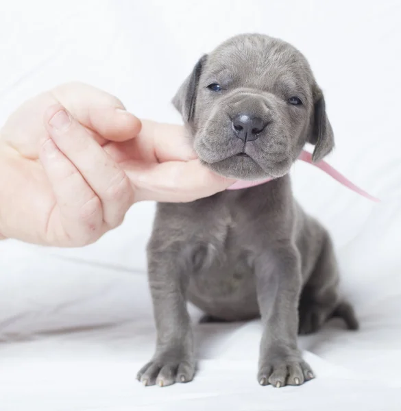 Jonge Duitse Dog pup — Stockfoto