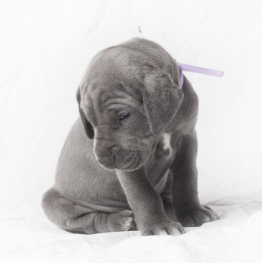 Nazlı Danua köpek yavrusu