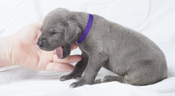 Bocejo Grande cachorro dinamarquês — Fotografia de Stock