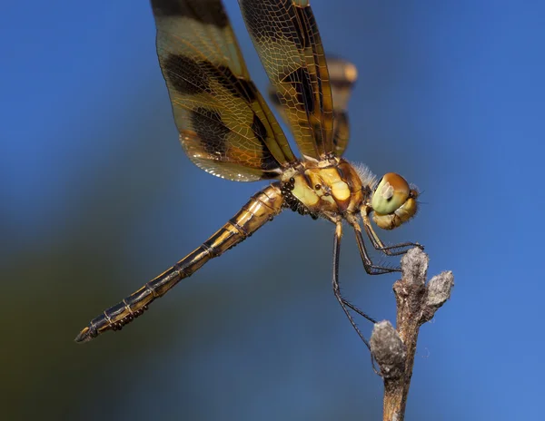 Dragonfly reproduction with eggs — Stock Photo, Image