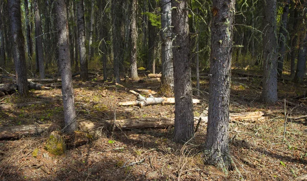Po południu lasu w Kanada — Zdjęcie stockowe