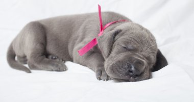 Yorgun Danua köpek yavrusu