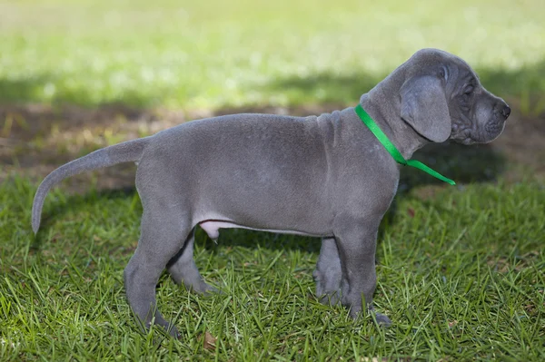 Careful puppy outside — Stock Photo, Image