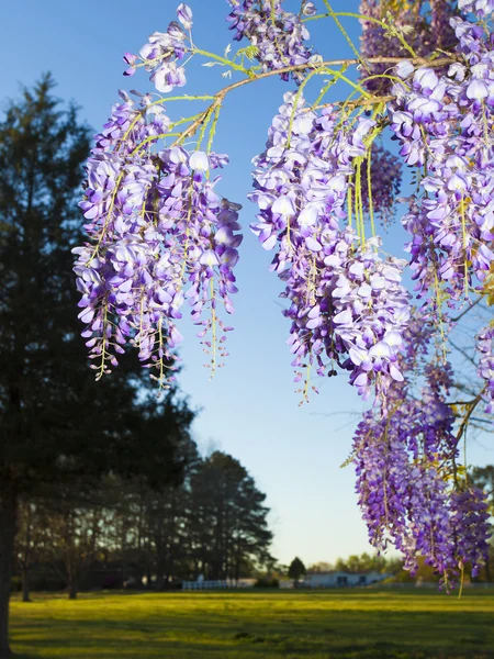 Flores da wisteria florescendo — Fotografia de Stock