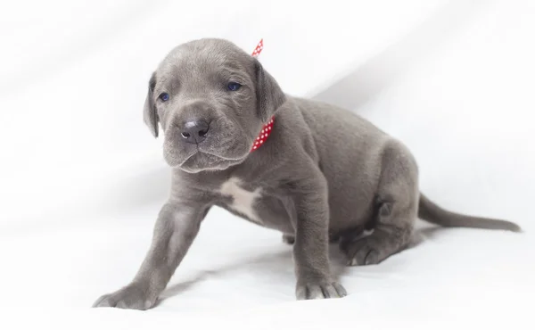 Cuestionamiento mirada de un cachorro — Foto de Stock