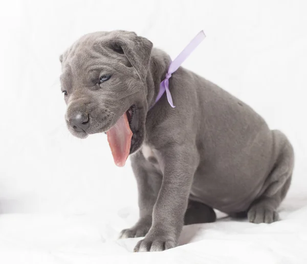 Gagging purebred puppy — Stock Photo, Image