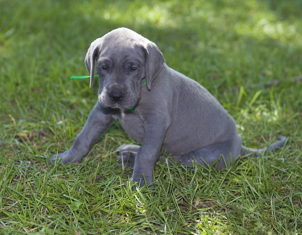 Kleine Duitse Dog pup buiten — Stockfoto