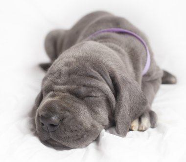 Köpek yavrusu ses uyuyor