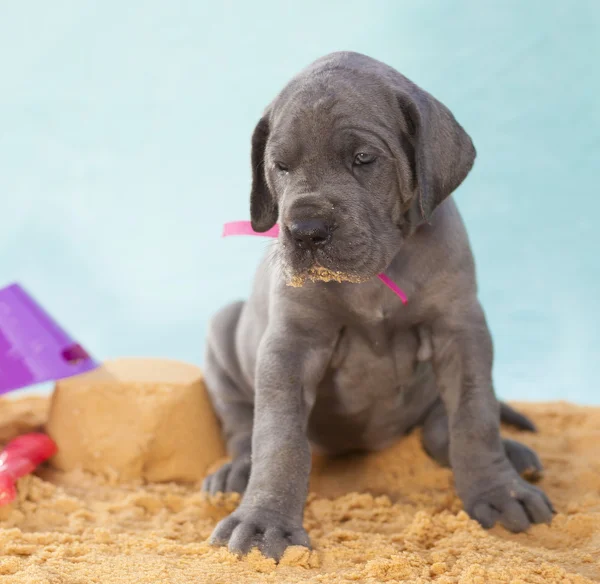 Sandy mond op een Duitse Dog pup — Stockfoto