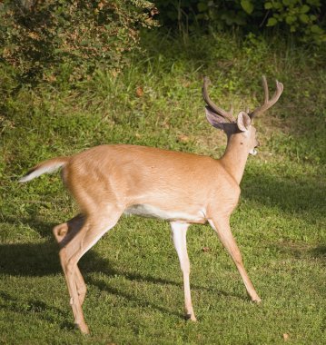 Geyik dönüm çalıştırmak için