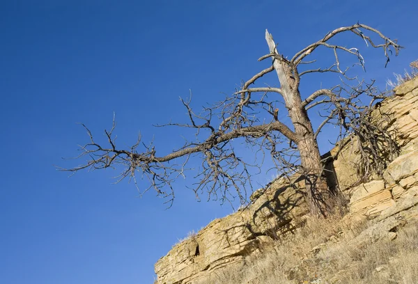 Árbol de aspecto aterrador — Foto de Stock